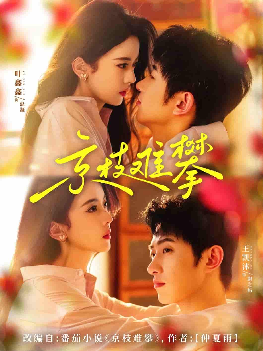 短剧《京枝难攀》 免费观看高清短剧，全集完整版在线观看无障碍  第1张
